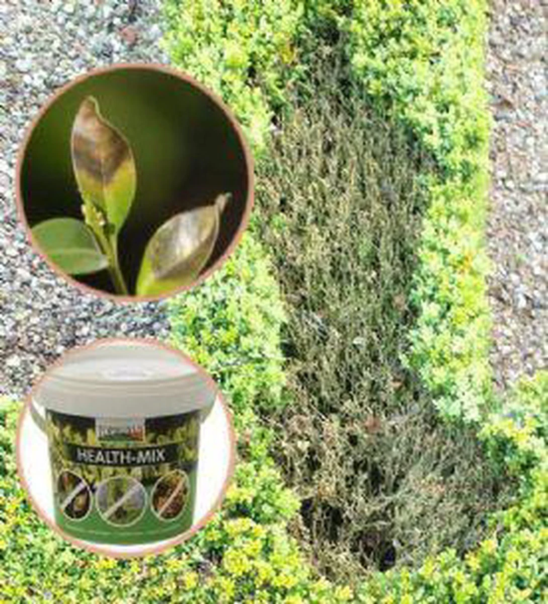 Topbuxus Buxus Health Mix - Afbeelding 4