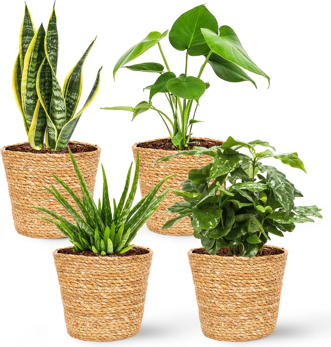 WL Plants - Maki Naturel - Set Van 4 - Plantenmand - Plantenmand Binnen - Bloempot - Plantenhouder - Bloempotten Voor Binnen - Gemaakt Van Riet - 11cm Hoog - 12cm Diameter - Afbeelding 2