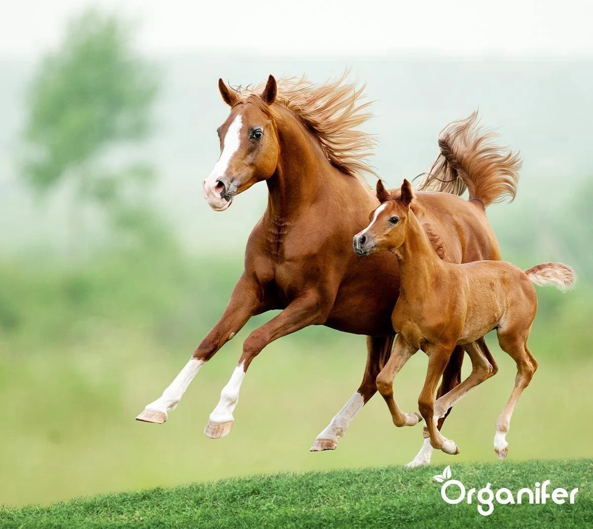 Kalk Korrel Meststof Verrijkt Met Magnesium (20Kg - Voor 400m2) Voor Dieper Bladgroen (+PH) Speciaal Voor Gazon, Perken, Moestuin En Openbaar Groen - Organifer - Afbeelding 8