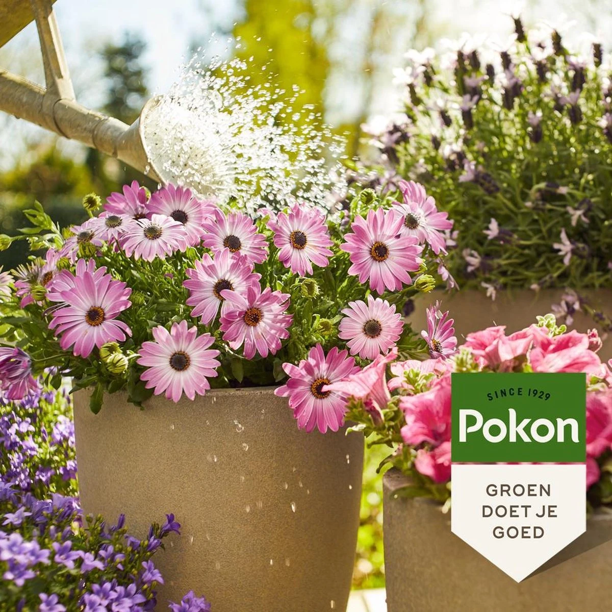 Pokon Terras & Balkonplanten Voeding - 1l - Plantenvoeding - 20ml Per 1L Water - Afbeelding 3