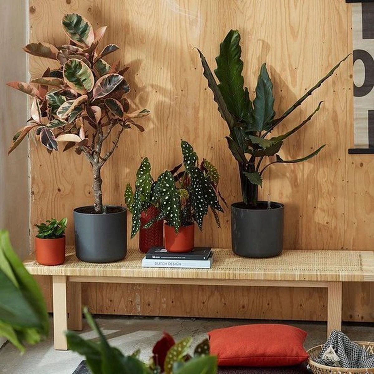 Elho B.for Soft Rond 35 - Bloempot Voor Binnen - Ø 34.5 X H 32.3 Cm - Antraciet - Afbeelding 19