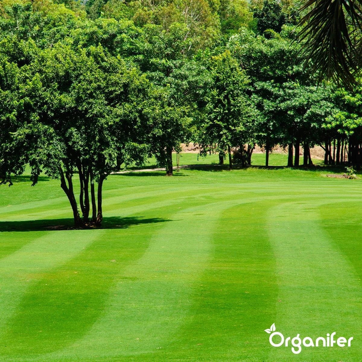 Kalk Korrel Meststof Verrijkt Met Magnesium (20Kg - Voor 400m2) Voor Dieper Bladgroen (+PH) Speciaal Voor Gazon, Perken, Moestuin En Openbaar Groen - Organifer - Afbeelding 14