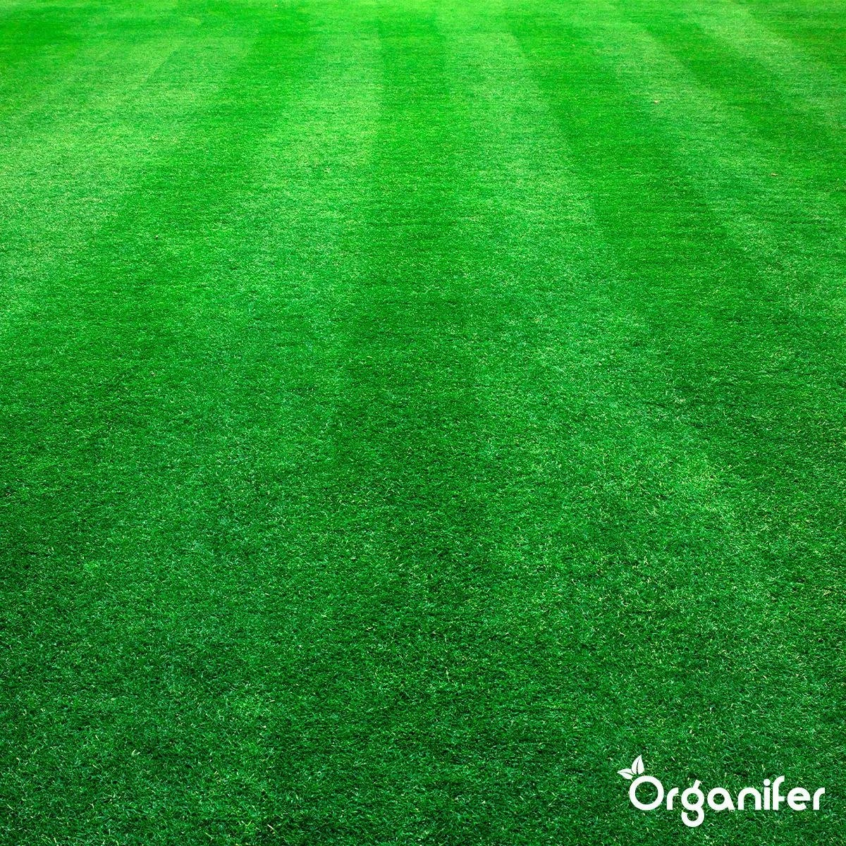 Kalk Korrel Meststof Verrijkt Met Magnesium (20Kg - Voor 400m2) Voor Dieper Bladgroen (+PH) Speciaal Voor Gazon, Perken, Moestuin En Openbaar Groen - Organifer - Afbeelding 15