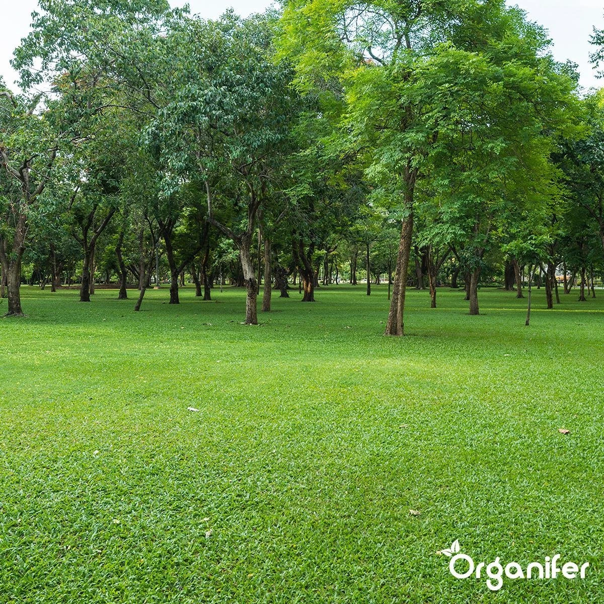 Kalk Korrel Meststof Verrijkt Met Magnesium (20Kg - Voor 400m2) Voor Dieper Bladgroen (+PH) Speciaal Voor Gazon, Perken, Moestuin En Openbaar Groen - Organifer - Afbeelding 16