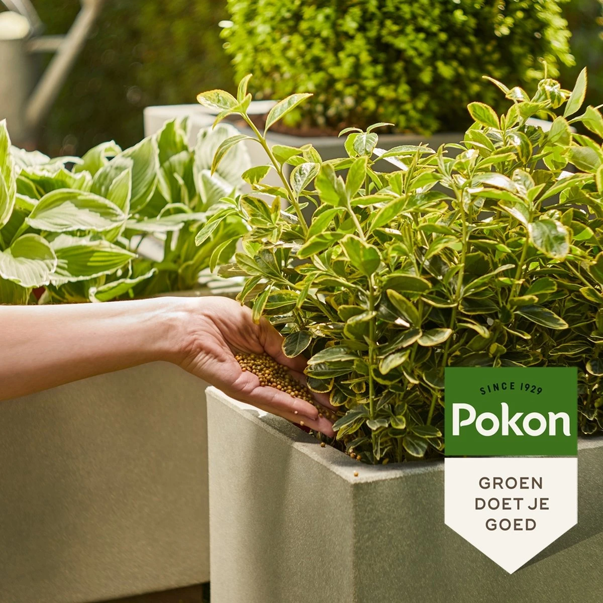 Pokon Voedingskorrels Voor Groene Planten - 800gr - 180 Dagen Voeding - Plantenvoeding - Afbeelding 5