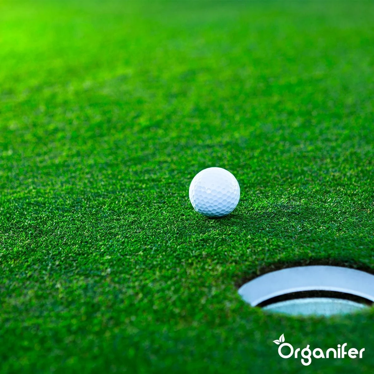 Gazonmest All-In-One (10Kg - Voor 200m2) Voor Een Diepgroen Sterk Gazon Zonder Mos En Onkruid - Complete Meststof Met Kalk En Grasversterker - Organifer - Afbeelding 13