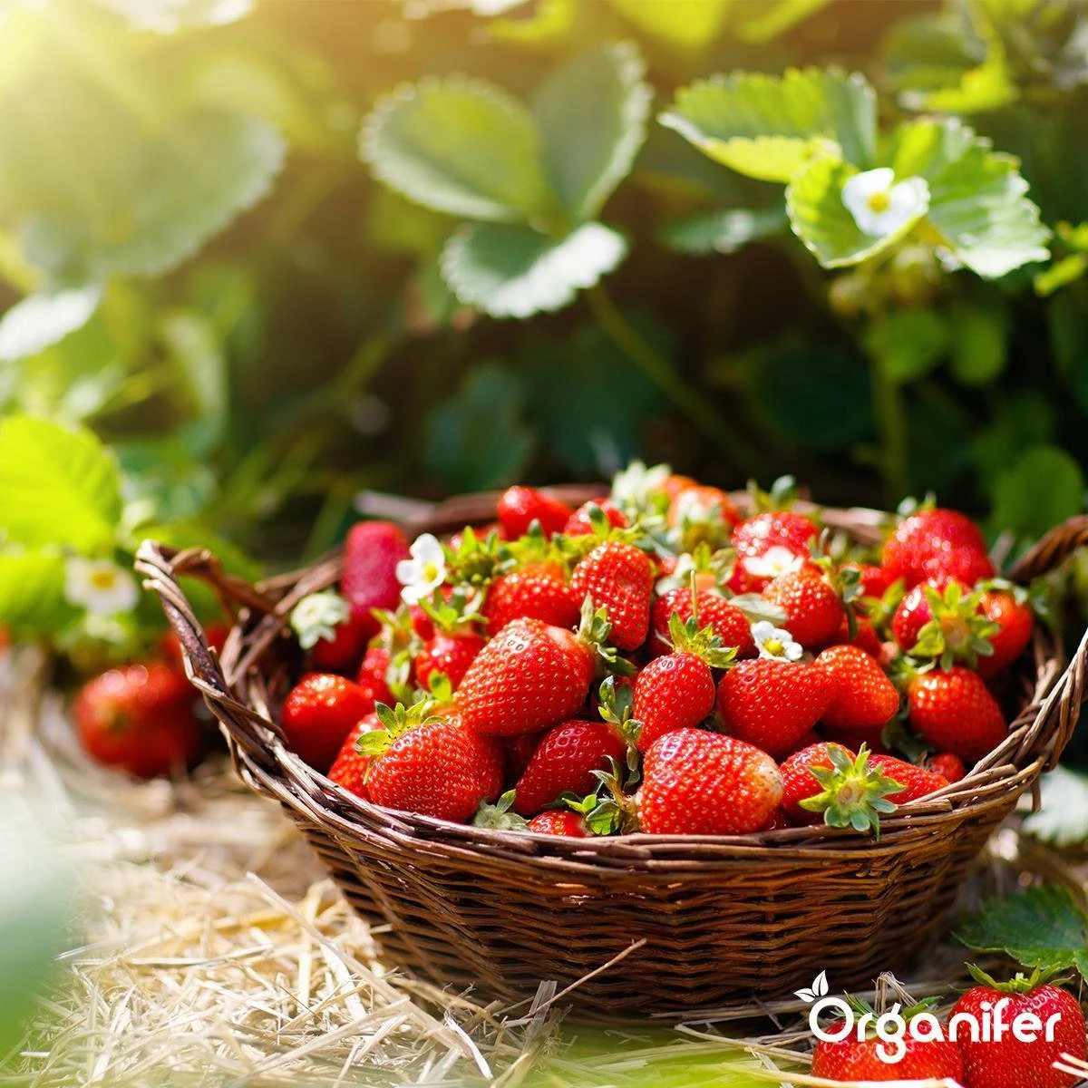 Lavagruis Uit Eifel Oergesteente (20Kg Voor 200m2) Grof Lavameel 0-2mm - Organifer - Afbeelding 3