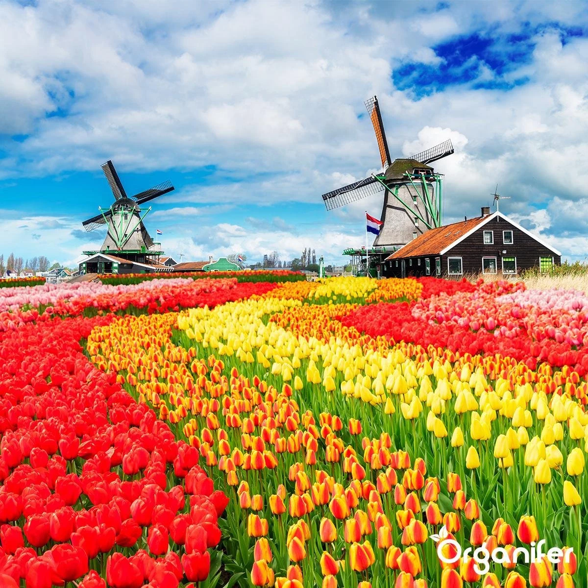 Lavagruis Uit Eifel Oergesteente (20Kg Voor 200m2) Grof Lavameel 0-2mm - Organifer - Afbeelding 4