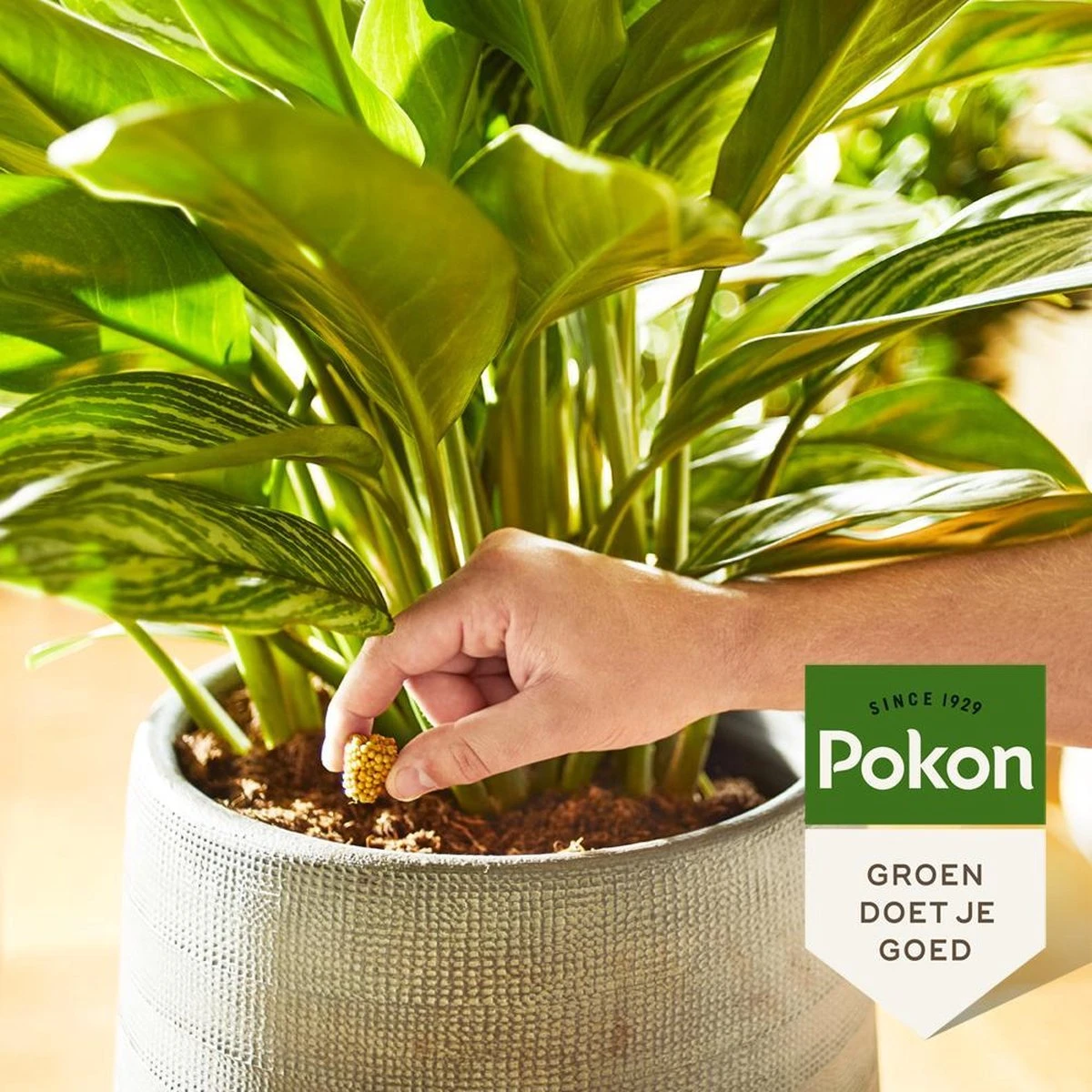 Pokon Kamerplanten Voedingskegels - 10st - Plantenvoeding - 6 Maanden Voeding - Afbeelding 4
