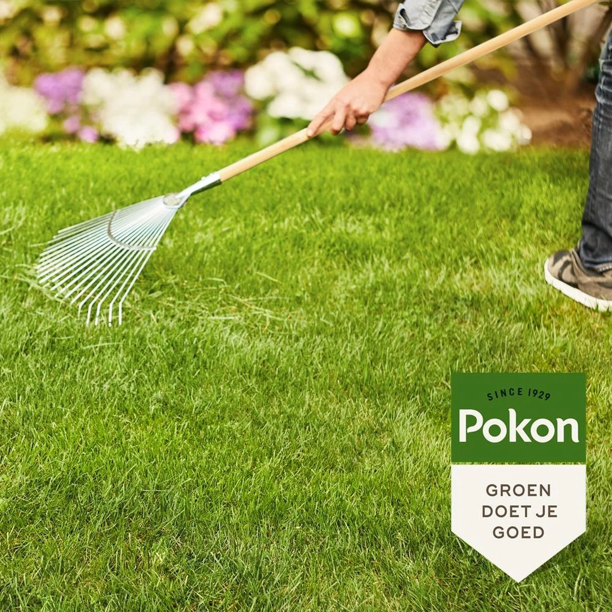 Pokon Gazonmest Met Kalk - 2kg - Mest - Geschikt Voor 30m² - 120 Dagen Voeding - Afbeelding 4