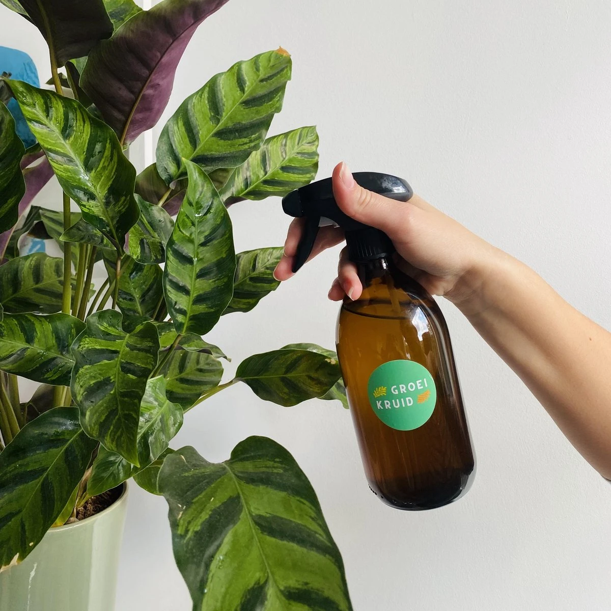 Groeikruid® Plantenspuit | 500 Ml Amber Glas | Met Zwarte Spraykop | Plantensproeier Binnen | Waterverstuiver | Verstuiver | Waterspuit - Afbeelding 3