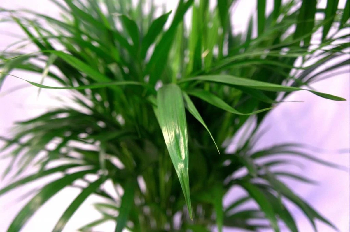 Pokon Powerspray Kamerplanten 300ml - Afbeelding 3