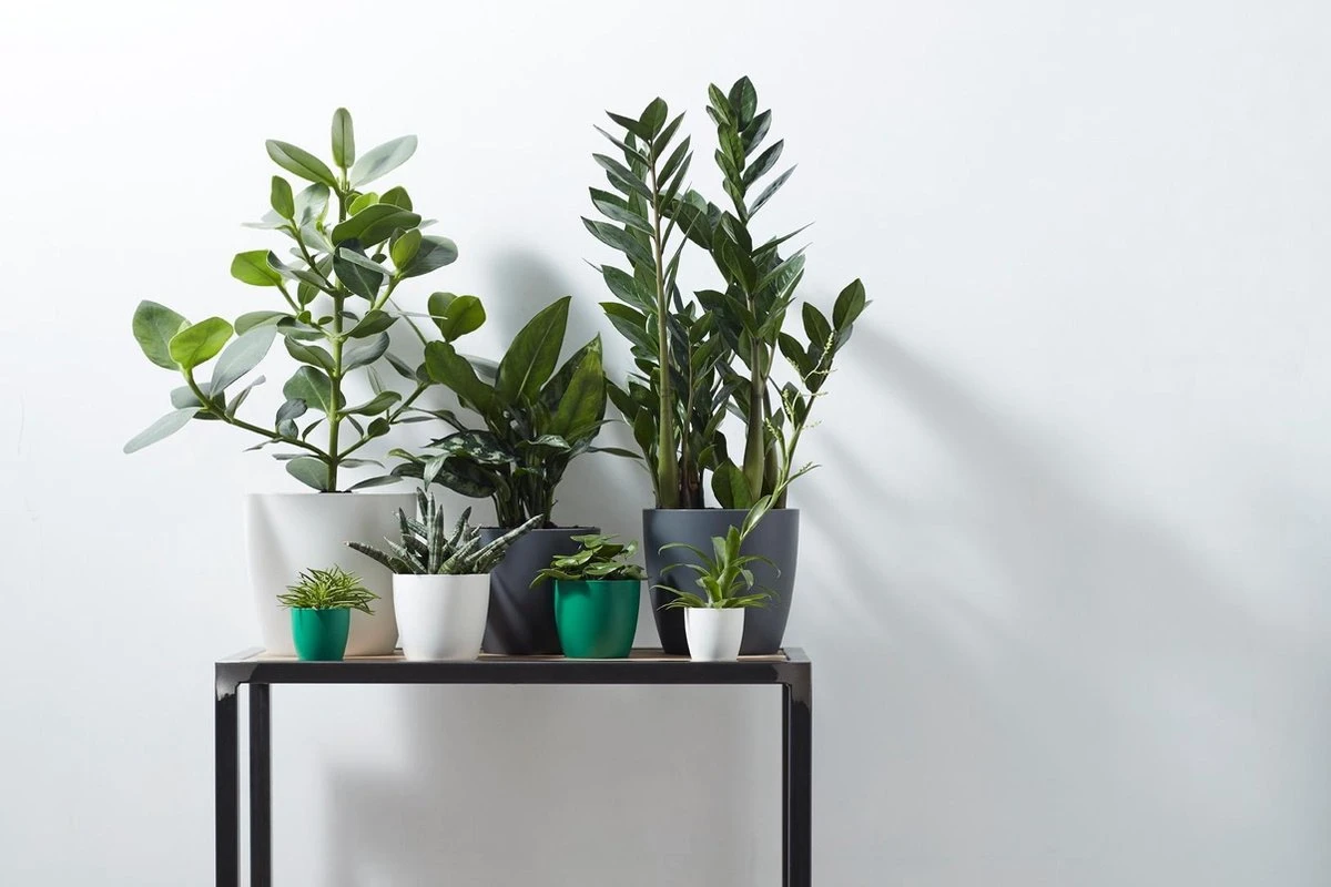 Elho B.for Soft Rond 30 - Bloempot Voor Binnen - Ø 29.5 X H 27.6 Cm - Antraciet - Afbeelding 8