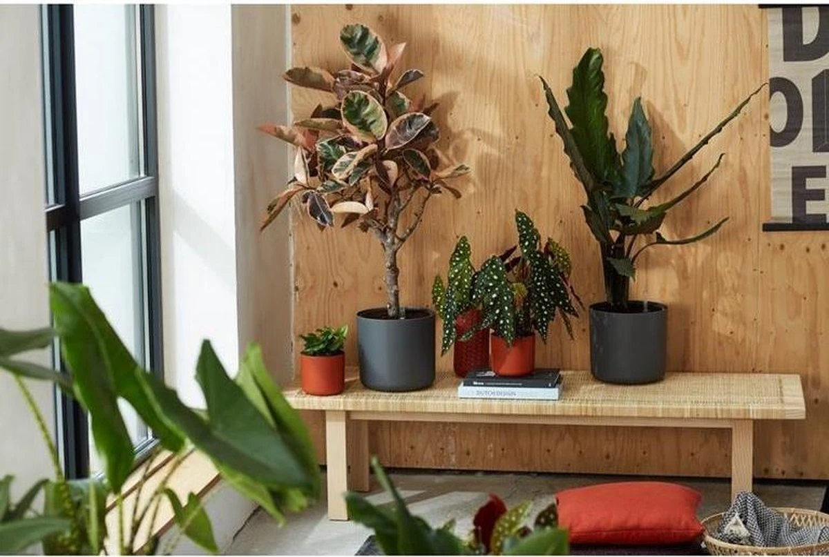 Elho B.for Soft Rond 35 - Bloempot Voor Binnen - Ø 34.5 X H 32.3 Cm - Antraciet - Afbeelding 12