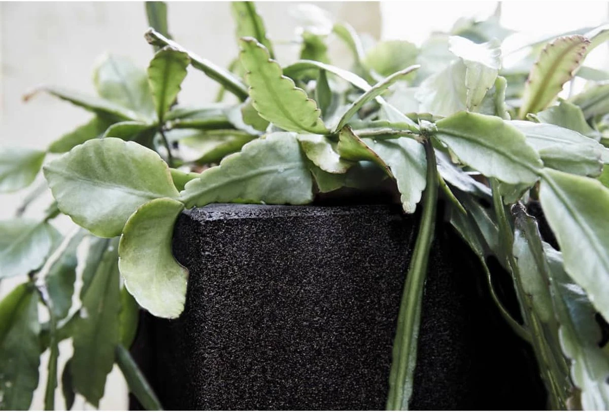 Capi Europe - Bloempot Vierkant Smooth NL - 30x30x30 - Zwart - Voor Binnen En Buiten - KBL902 - Afbeelding 9