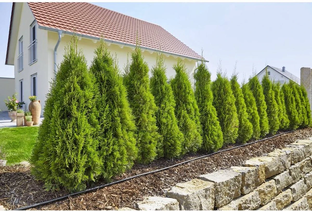 GARDENA Micro Drip System Startset L Druppelsysteem - 50 Meter - Afbeelding 3