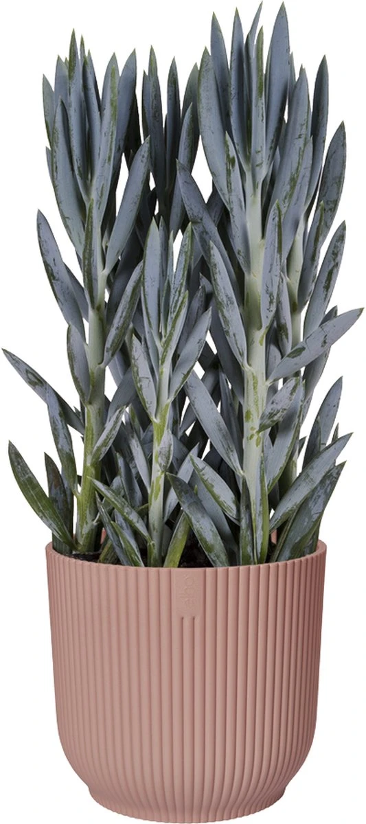 Elho Vibes Fold Rond Wielen 35 - Bloempot Voor Binnen - Ø 34.9 X H 32.4 Cm - Delicaat Roze - Afbeelding 13