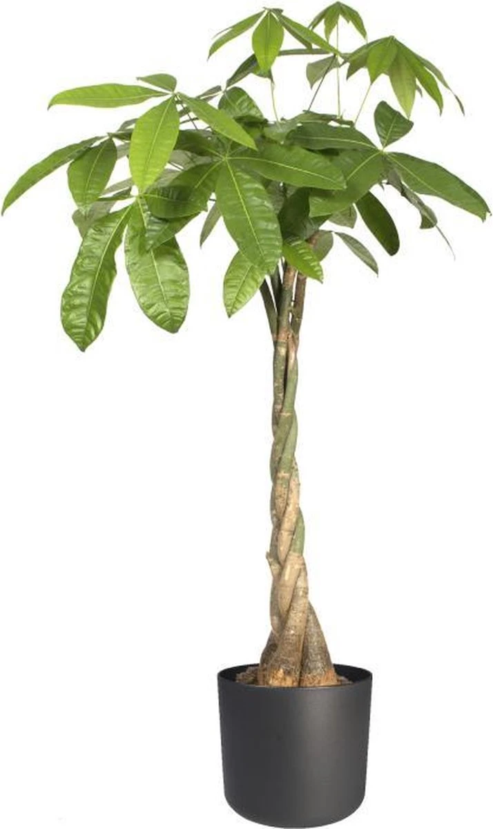 Elho B.for Soft Rond 35 - Bloempot Voor Binnen - Ø 34.5 X H 32.3 Cm - Antraciet - Afbeelding 4