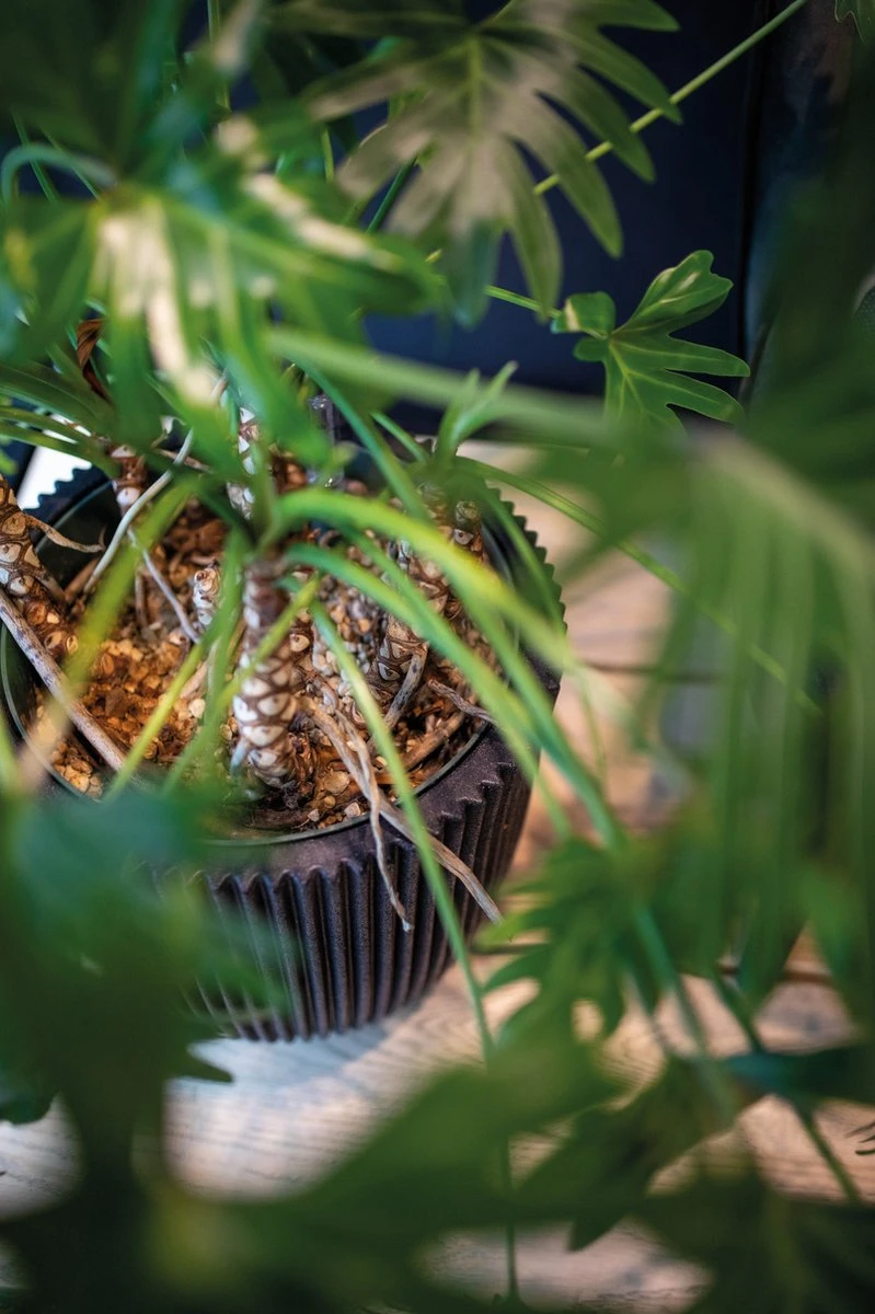 Capi Europe - Vaas Elegant Laag Groove NL - 46x58 - Goud - Voor Binnen En Buiten - KGVGB783 - Afbeelding 3