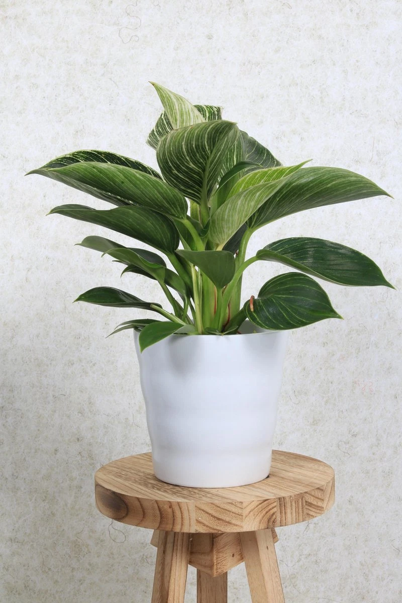 WL Plants - Bloempot Binnen - Set Van 4 - Dawn Ø12 Wit - Luxe Bloempotten Voor Binnen - Bloempotten Voor Buiten - Bloembak & Plantenpot - Hoogte 12,5 Cm - Keramisch Met Hoogwaardige Afwerking - Afbeelding 3