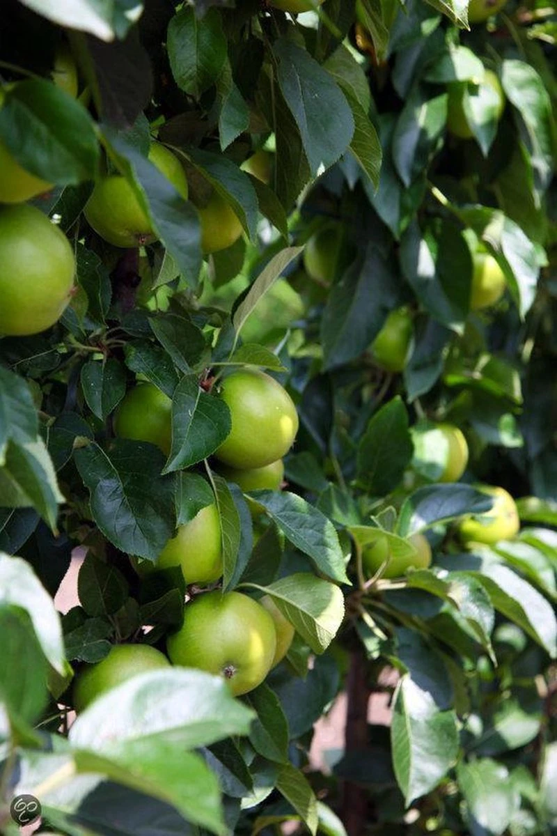ECOStyle Vinassekali Organische Meststof - Vuor Kaliumtekort - Voor Moestuin, Siertuin En Fruit - Hoger Weerstand Tegen Droogte & Vorst - 15M² - 800 GR - Afbeelding 6