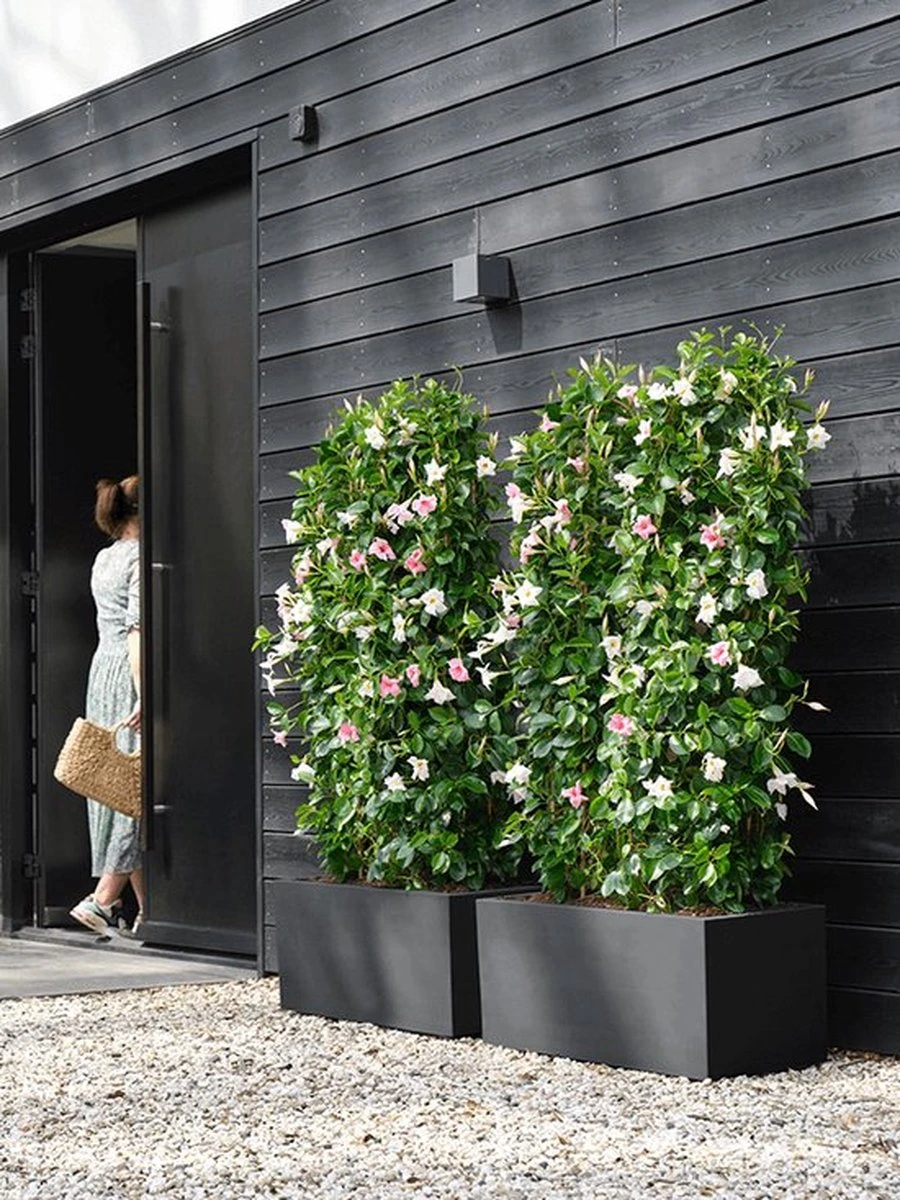 Elho Vivo Next Lang 60 - Bloempot Voor Binnen & Buiten - Ø 59.0 X H 29.2 Cm - Zwart/Living Black - Afbeelding 8