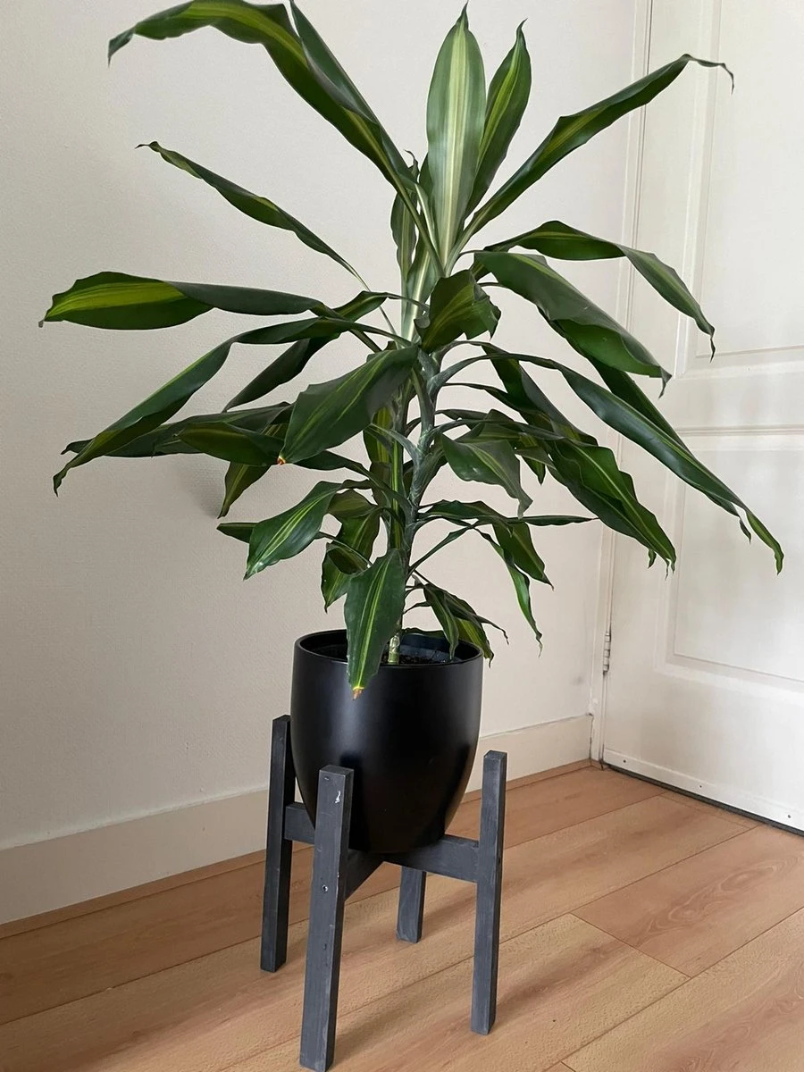 Plantenstandaard Binnen - Diameter Tot 24 Cm - Plantenkruk - Bloempotten Voor Binnen - Plantentafeltje Voor Binnen - Bloempot Standaard | Plantenstandaard - Hout - Mat Zwart - Afbeelding 3