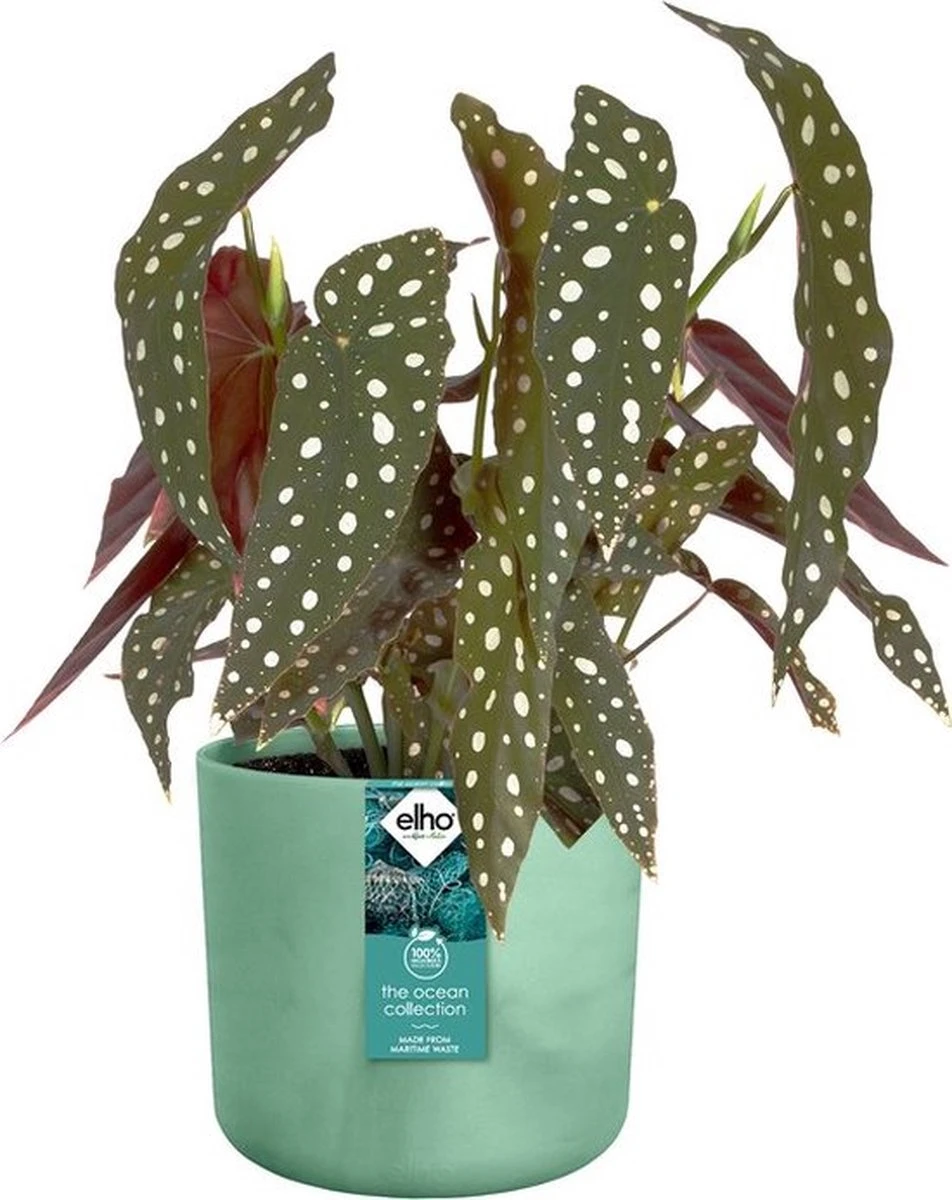 Elho The Ocean Collection Round 22cm - Bloempot Voor Binnen - 100% Gerecycled Materiaal - Gemaakt Met Zeeafval - Ø 22.3 X H 20.4 Cm - Pacifisch Groen - Afbeelding 7