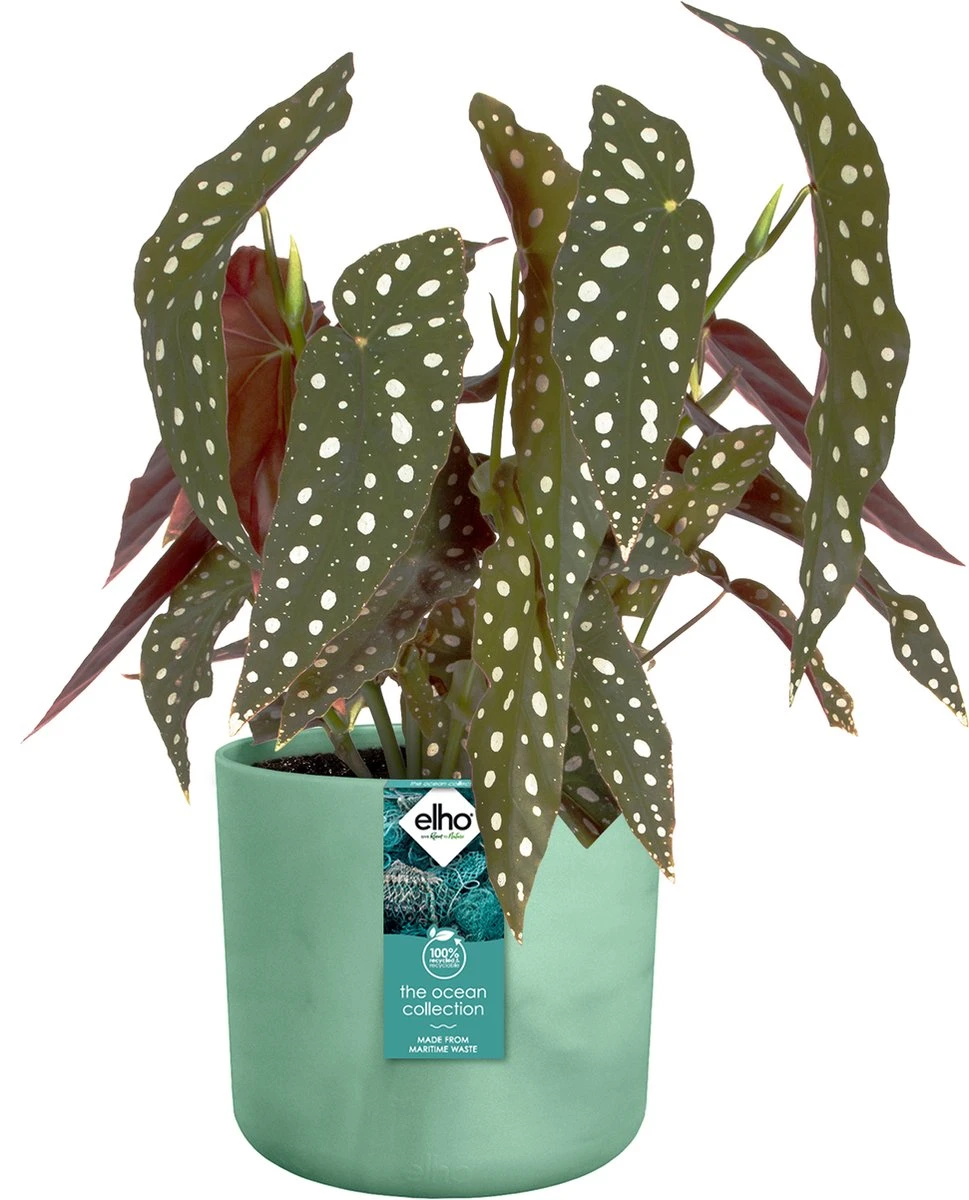 Elho The Ocean Collection Round 22cm - Bloempot Voor Binnen - 100% Gerecycled Materiaal - Gemaakt Met Zeeafval - Ø 22.3 X H 20.4 Cm - Pacifisch Groen - Afbeelding 11